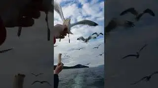 Накормил Чаек