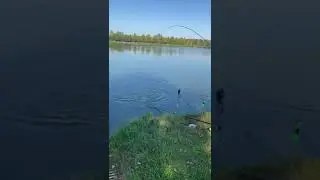 Поимка карпа на основном