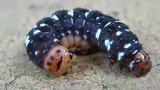 ハマオモトヨトウの幼虫