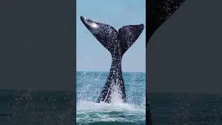 How to save whales from ship strikes