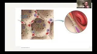 Respiratory System Notes