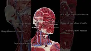 😊 The Power of Facial Muscles: Expression and Movement 😊
