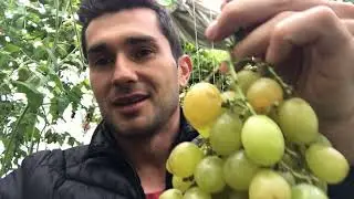 Самый СЛАДКИЙ виноград- РАТАТУЙ, grapes “Cotton Candy” (сахарная вата) #velyki_grona #рататуй