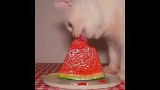 cat eating watermellon