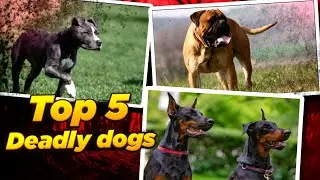 Top 5 deals dogs/ most dangerous dogs in the world