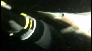 7 Deep Sea Creatures Caught on Tape! ...and 1 sunfish because I like them :)