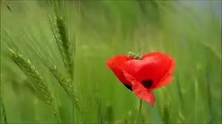 Рано Утром