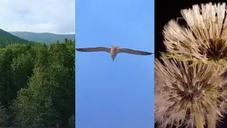 Relaxing Music: In a Corner of Peace