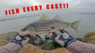 INSANE Striped Bass Blitz | Bay Area Fishing