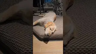 Calm dog 🐶 #music #guitar #dj #dog #musician