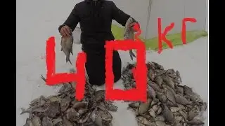 Бешеный клев леща улов 40 кг