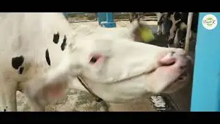 Dairy Farm - Mama's Creamery