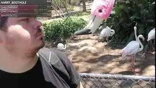 Honk Honk