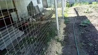 У родителей, вторая часть. Муларды живут.