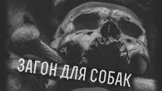 Загон для Собак 27.01.18