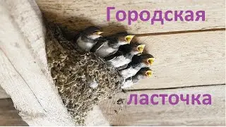 Городская ласточка, Св.Влас, Болгария