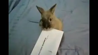 Кролик открывает письмо 🐰✉️