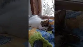 кот Мурчик 