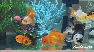 Entertainment with Aquarium.... 29 January 2025