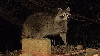 31 Days of 🦝 - 25 - Icy Paws!