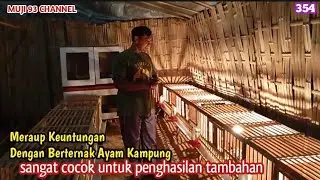 PETERNAKAN AYAM KAMPUNG YANG MENJADI INSPIRASI WARGA BANYUWANGI