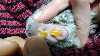 Шиншилла. АМиГо. Друг. Chinchilla. AMiGo. Frend.