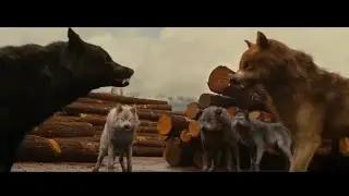 Волки - Руслан Добрый,Tural Everest 🔥🔥🐺🐺