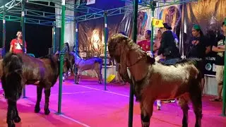 KONTES KAMBING JRABANG TULUNGAGUNG KELAS D JANTAN 2024