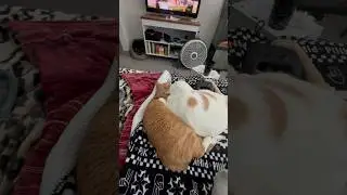 Having a big chunky cat and a skinny cat be like.. 