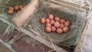 Criação de Galinha de Nosso amigo