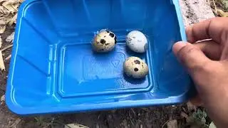 Only 3 Quail Eggs For Wednesday Evening 😢 #quails #quaileggs #eggs