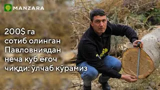 #Pavloniya​ #Pavlovniya​ #Pavlouniya​                 Павловниядан неча куб ёғоч чиқди ўлчаб кўрамиз