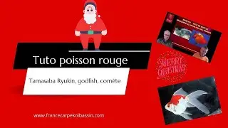 TUTO POISSONS ROUGES : LES DIFFÉRENTES VARIÉTÉS !