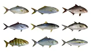 9 Species of Amberjacks | Genus: Seriola