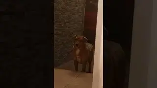 La Poncha