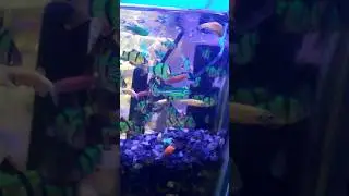 Top 10 best aquarium fish #shorts #fish #aquarium #aquariumfish