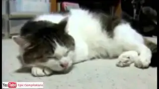 Cats+Musik