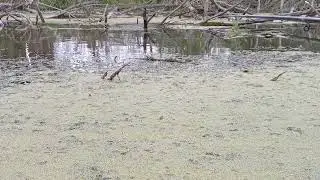 карась на парацетамол