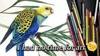 Having no time for art :( Drawing a pale faced rosella in colored pencil