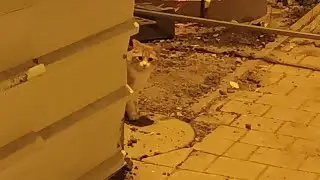Глажу Израильских котов на протяжении 4 минут