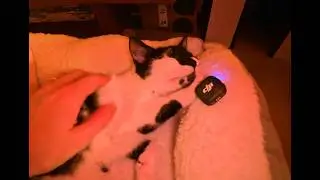 Cat ASMR with small microphone