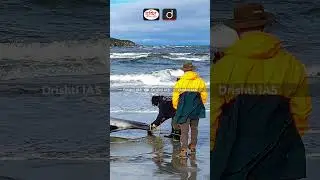दुनिया की सबसे दुर्लभ व्हेल  #drishtiiasshorts #Worldsrarestwhale #whale #NewZealand
