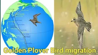 सुनहरा प्लोवर पक्षी|birds|birds of prey