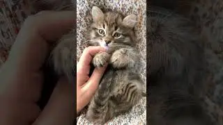 #kitten #catcare #cutecats cute cats #petcare