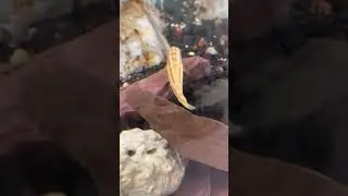 Second colony of Neo multifasciatus