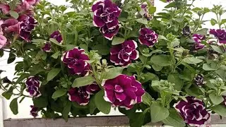 Ampel petunias, calibrachoa. Beginning of flowering.