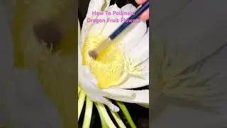 How to hand pollinate dragon fruit flowers