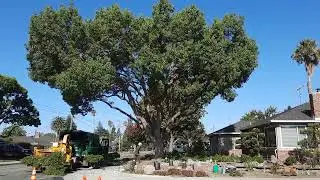 9/28/2023  Timelapse Trimming a large camphor tree