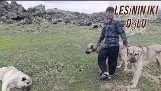 Migration Documentary (Part 3) The pups I gave away are standing up to the big dogs—They've becom...