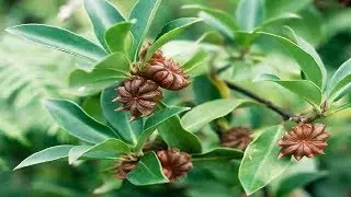 Para Que Sirve La Anis Como Planta Medicinal
